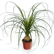 Beaucarnea recurvata, Pata-de-Elefante - Vaso S